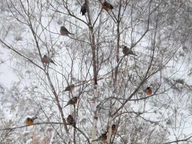 Robin, American (WAVE Sighted) 